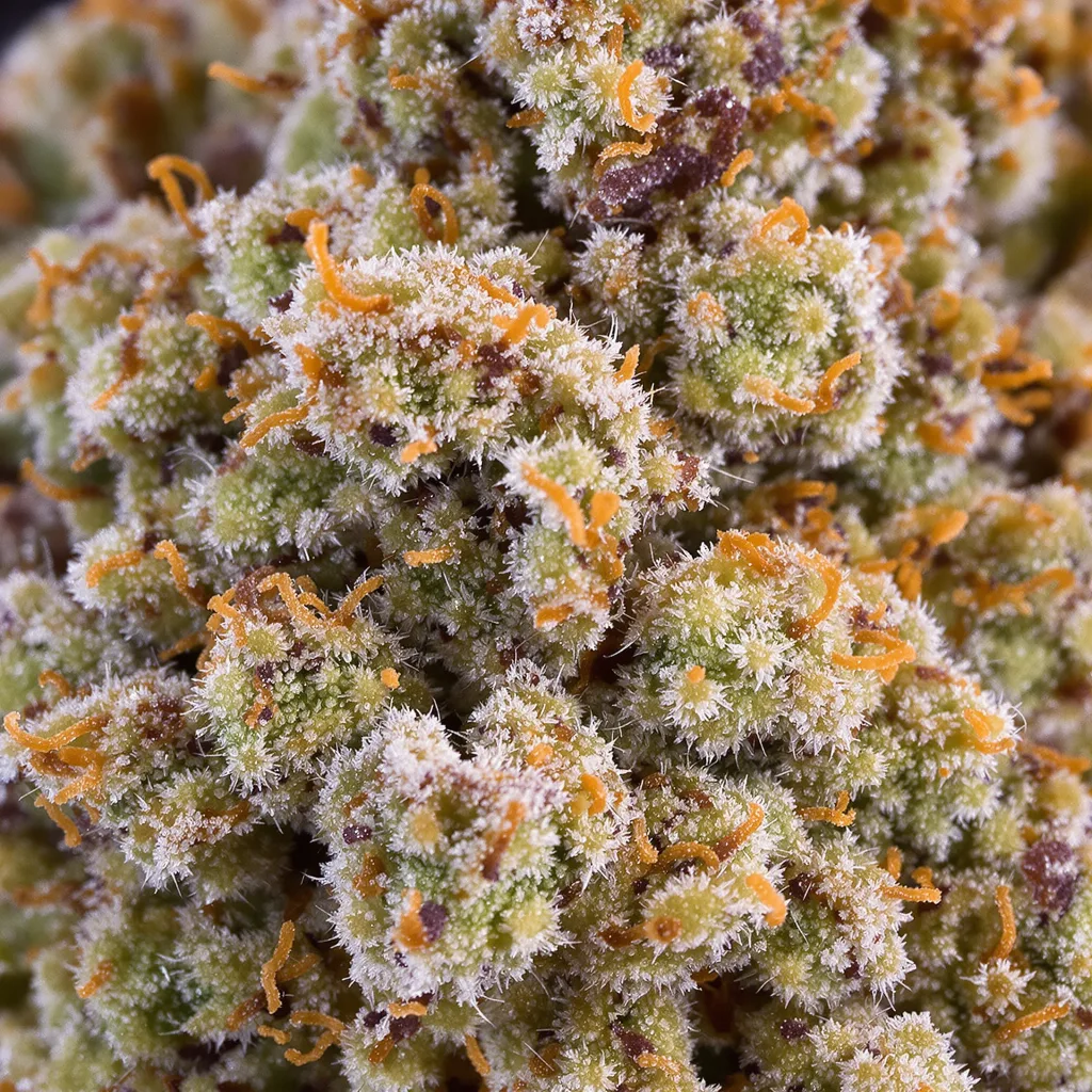 Mac 1 cannabis bud close-up showing balanced bud structure with frosted trichomes