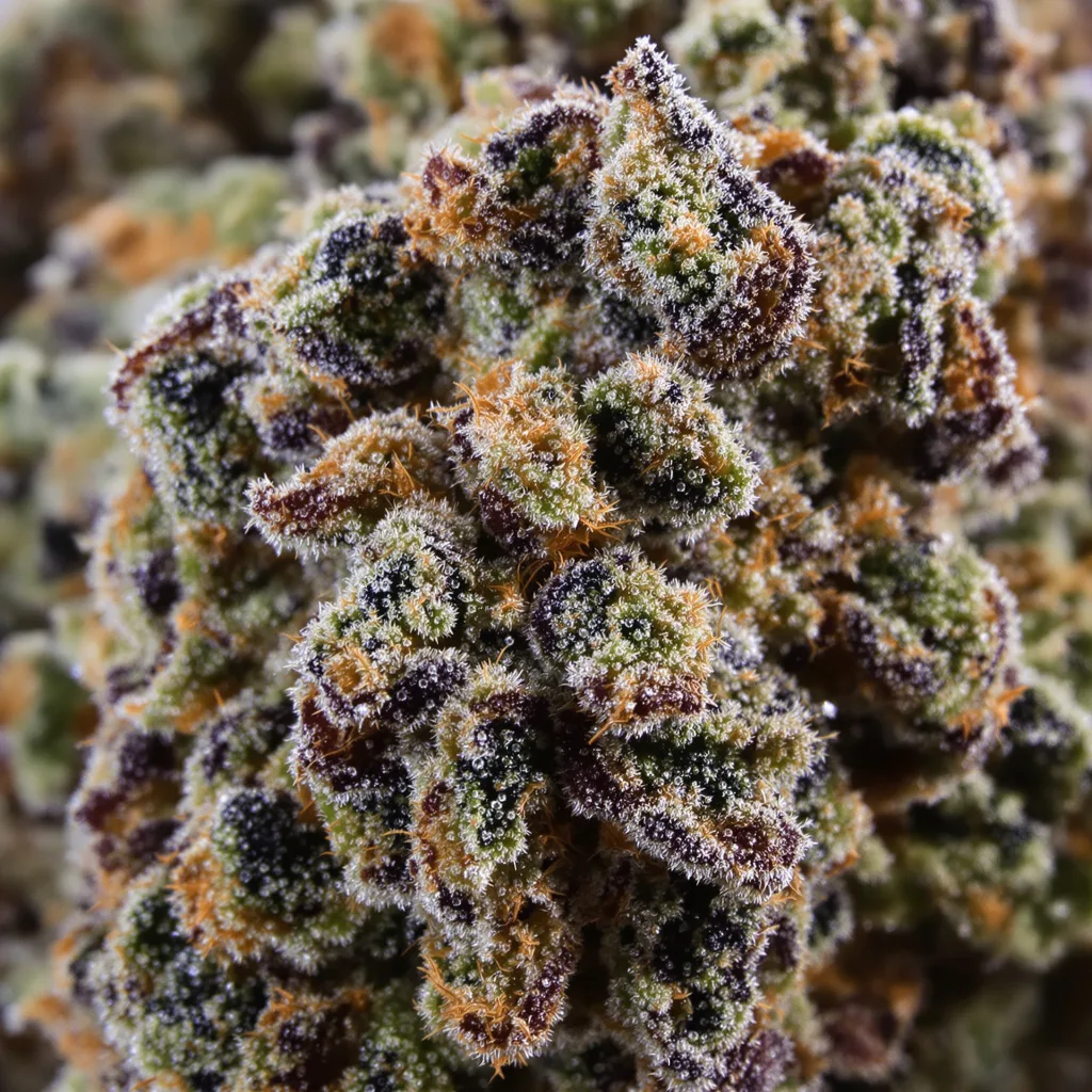 Mad Scientist cannabis bud close-up showing dense purple-tinged calyxes