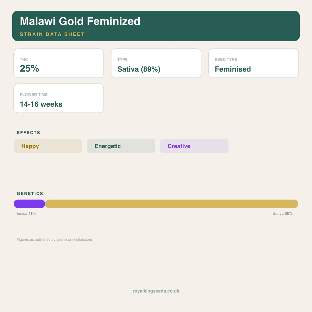 Malawi Gold 11% indica / 89% sativa flower with visible trichomes