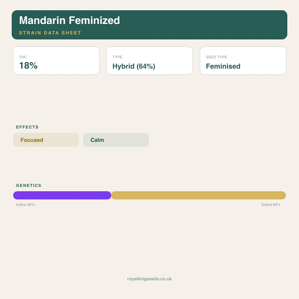 Mandarin 36% indica / 64% sativa flower with visible trichomes