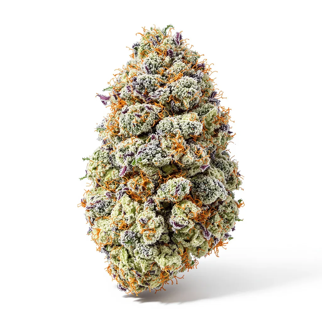 Mandarin cannabis plant in flowering stage — 120-180 cm feminised