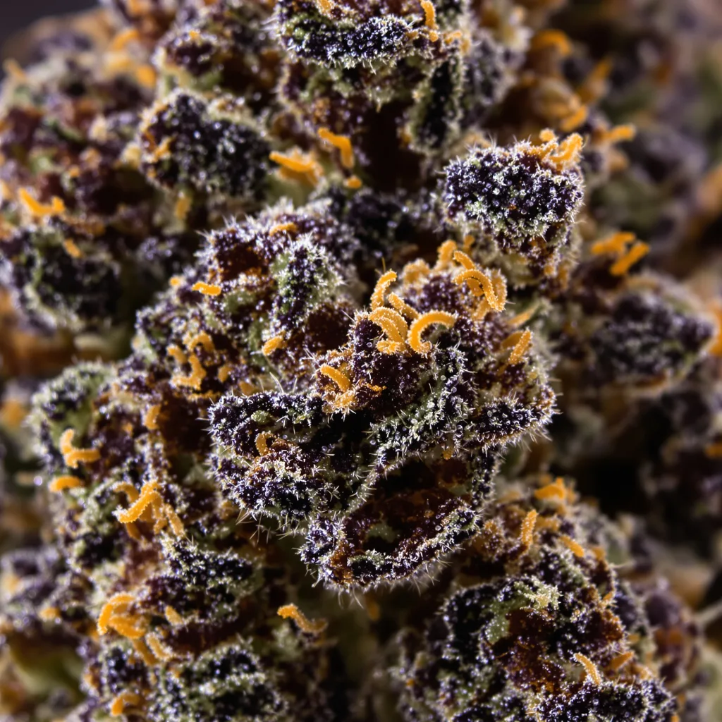 Mandarine cannabis bud close-up showing dense purple-tinged calyxes