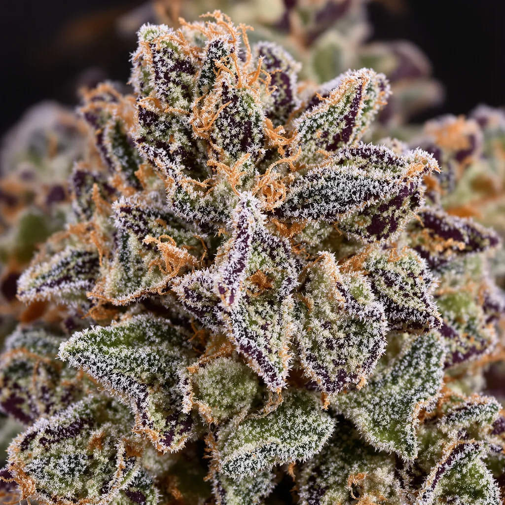 Mandarine cannabis bud close-up showing dense purple-tinged calyxes