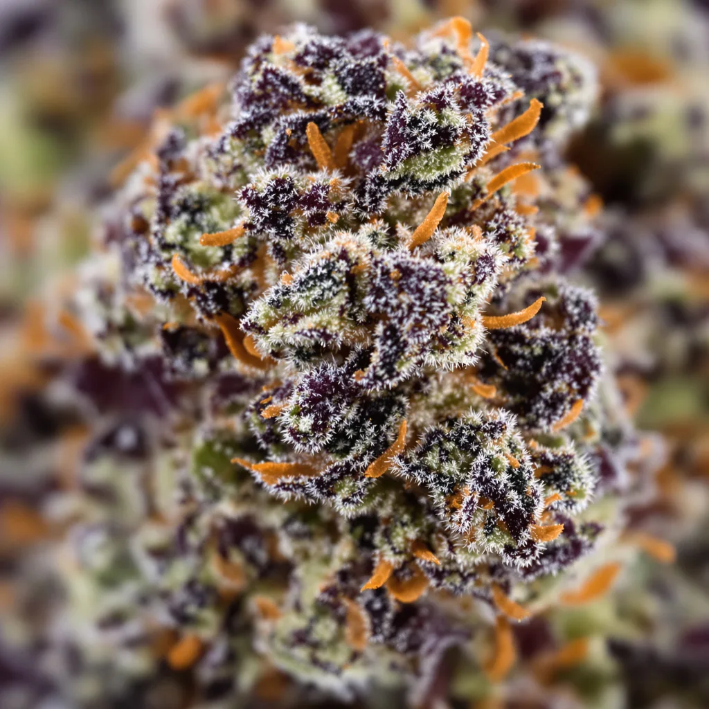 Mango Crack cannabis bud close-up showing dense purple-tinged calyxes
