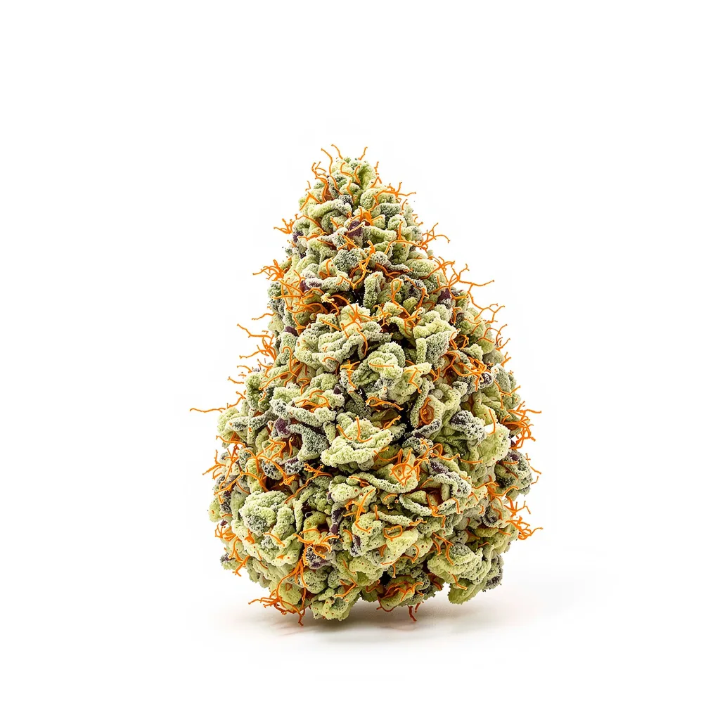 Mango Haze cannabis plant in flowering stage — 120-180 cm feminised