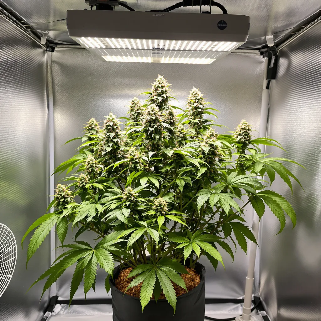 Mango Kush 89% indica / 11% sativa flower with visible trichomes