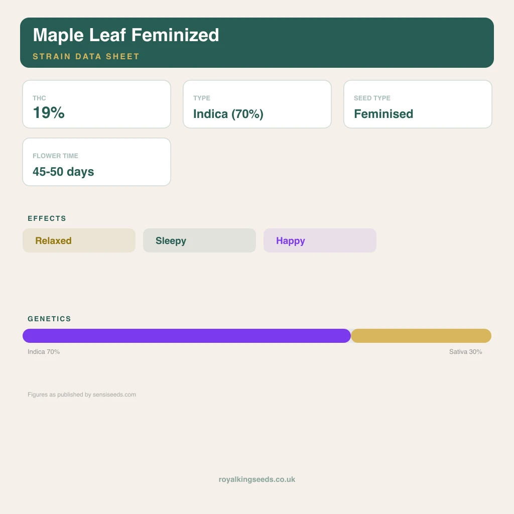 Maple Leaf 70% indica / 30% sativa flower with visible trichomes