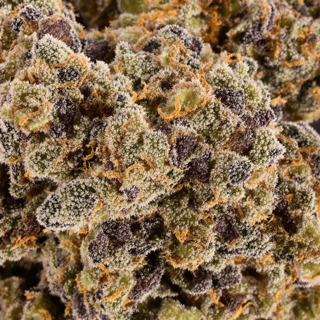 Maple Leaf cannabis bud close-up showing dense purple-tinged calyxes