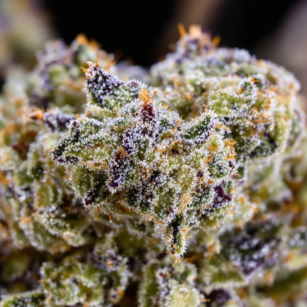 Master Bubba cannabis bud close-up showing balanced bud structure with frosted trichomes