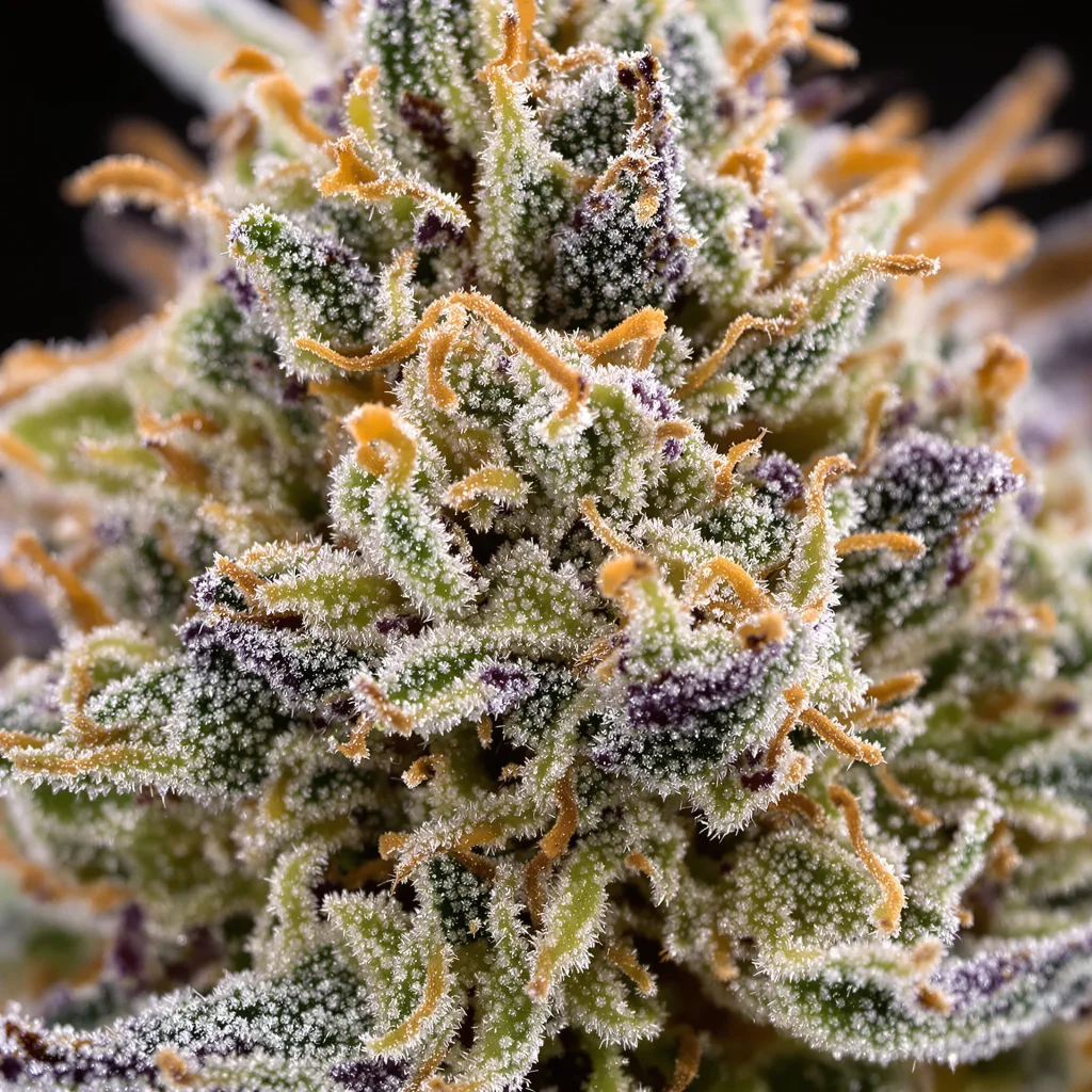 Master Yoda cannabis bud close-up showing balanced bud structure with frosted trichomes