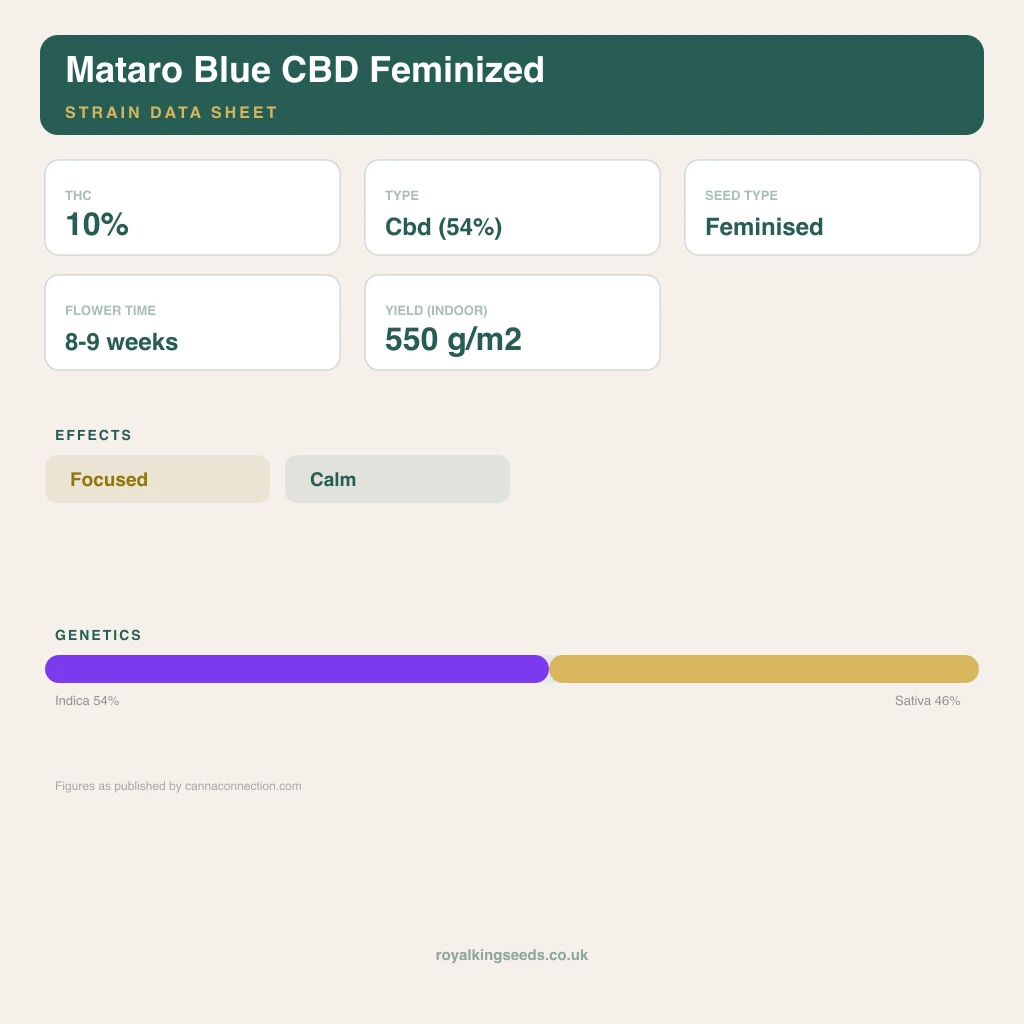Mataro Blue CBD 54% indica / 46% sativa flower with visible trichomes