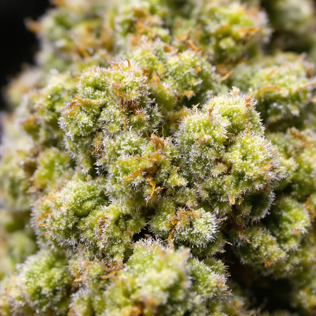 Maui cannabis bud close-up showing lime-green airy structure