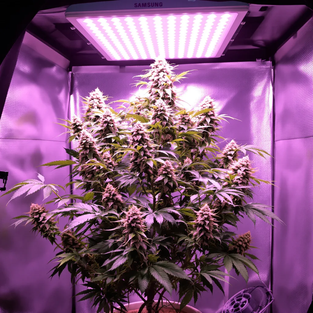 Maui Pineapple Chunk 41% indica / 59% sativa flower with visible trichomes
