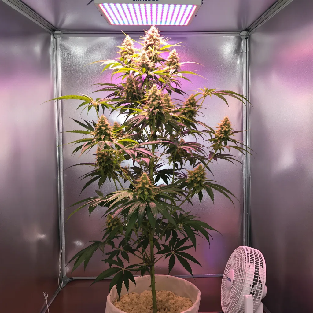 Maui Wowie 20% indica / 80% sativa flower with visible trichomes