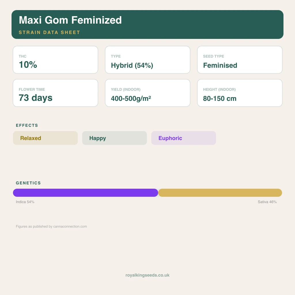 Maxi Gom 54% indica / 46% sativa flower with visible trichomes