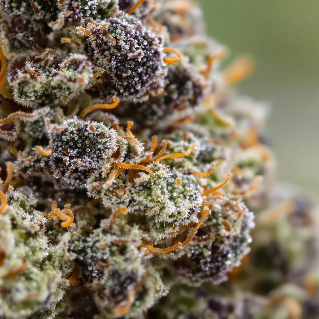 Mazar cannabis bud close-up showing dense purple-tinged calyxes