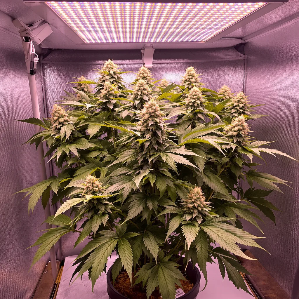 Mazar 73% indica / 27% sativa flower with visible trichomes