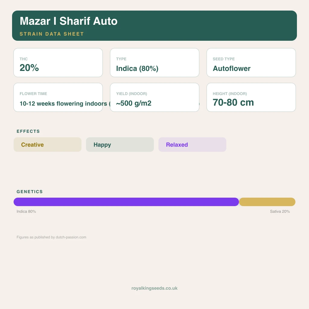 Mazar I Sharif 80% indica / 20% sativa flower with visible trichomes