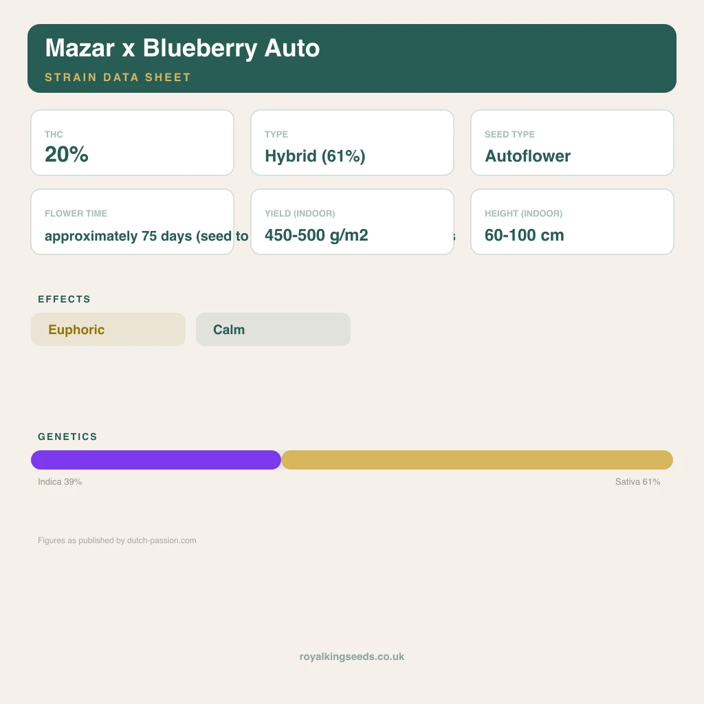 Mazar x Blueberry 39% indica / 61% sativa flower with visible trichomes