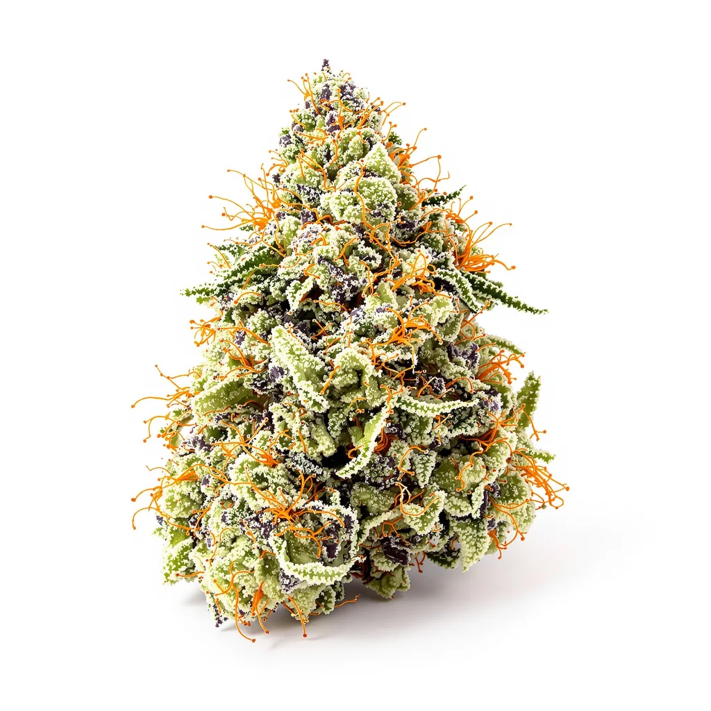 Mazar x Blueberry cannabis plant in flowering stage — 60-100 cm autoflower