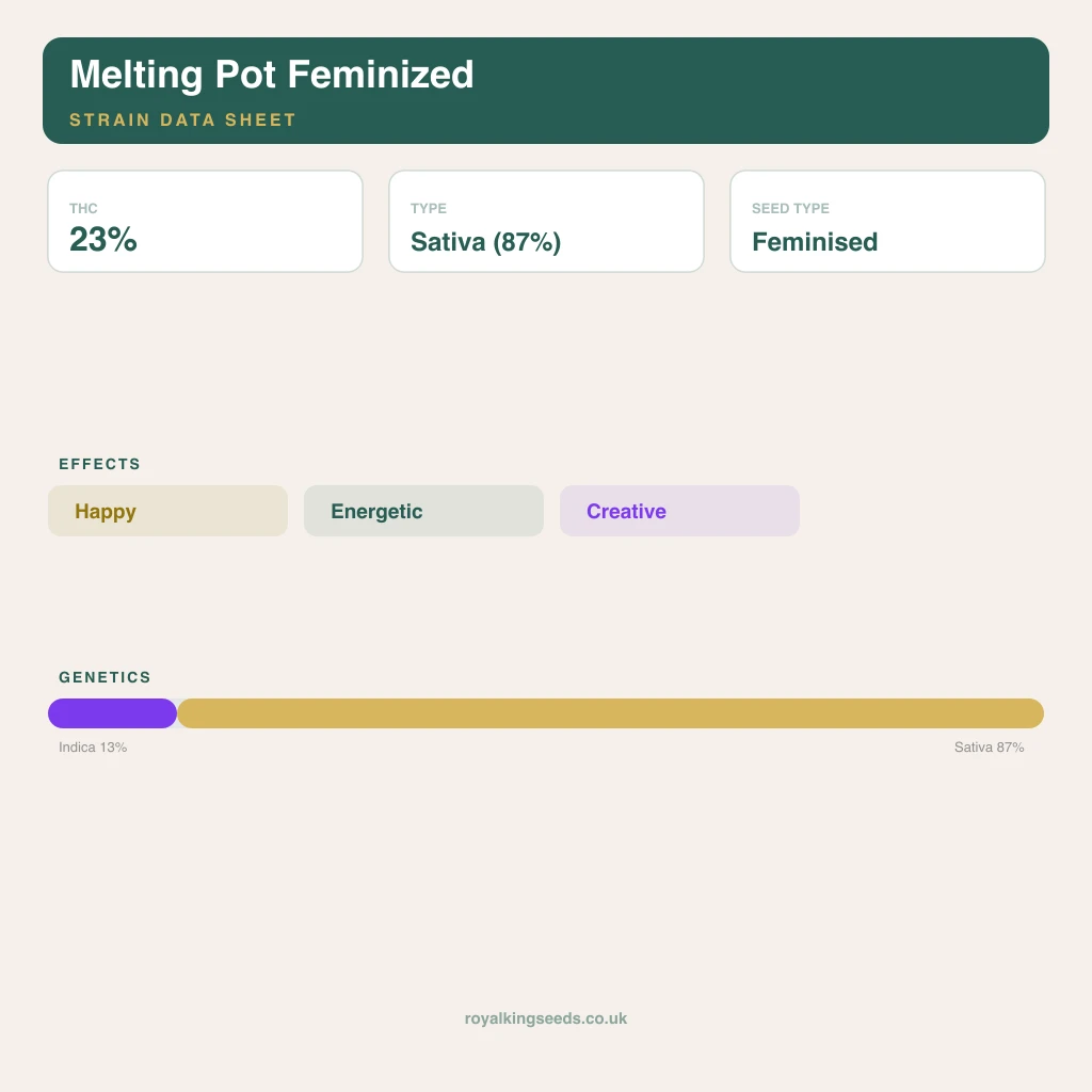 Melting Pot 13% indica / 87% sativa flower with visible trichomes
