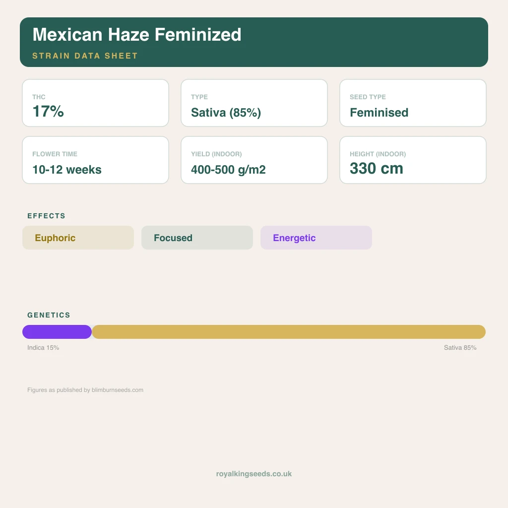 Mexican Haze 15% indica / 85% sativa flower with visible trichomes