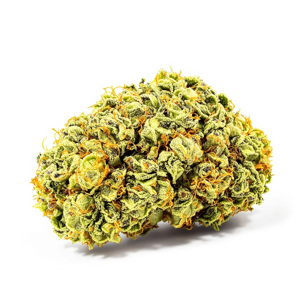 Mickey Kush cannabis plant in flowering stage — 150-200 cm feminised