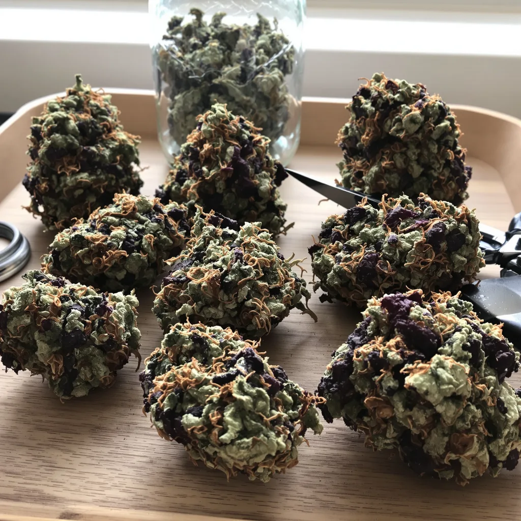 Middlefork 79% indica / 21% sativa flower with visible trichomes