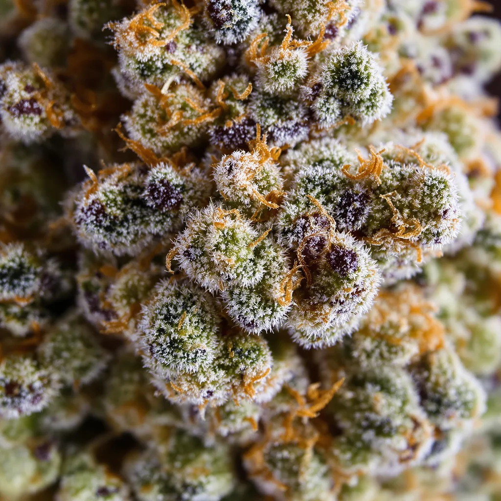 Midnight cannabis bud close-up showing balanced bud structure with frosted trichomes