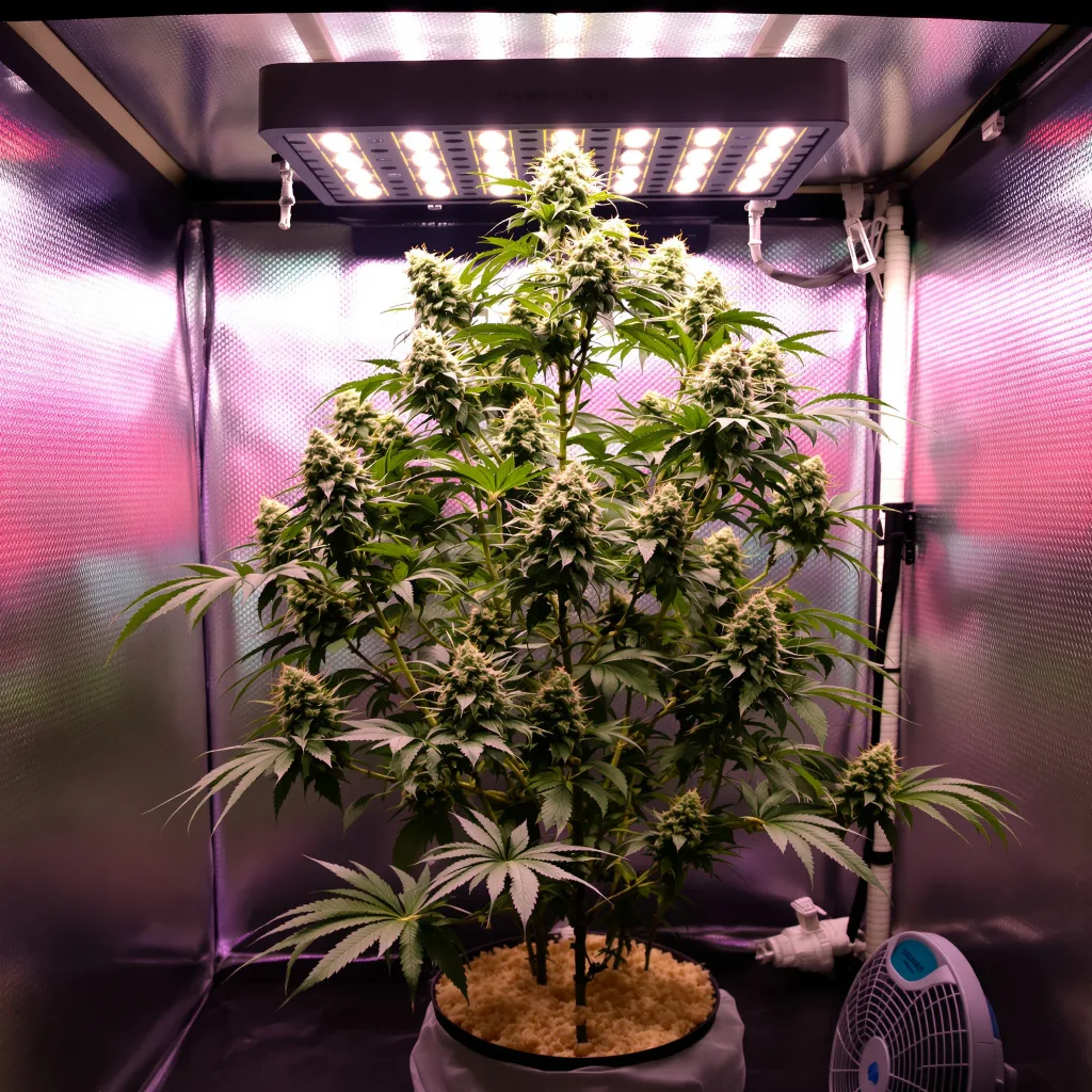 Millennium 48% indica / 52% sativa flower with visible trichomes