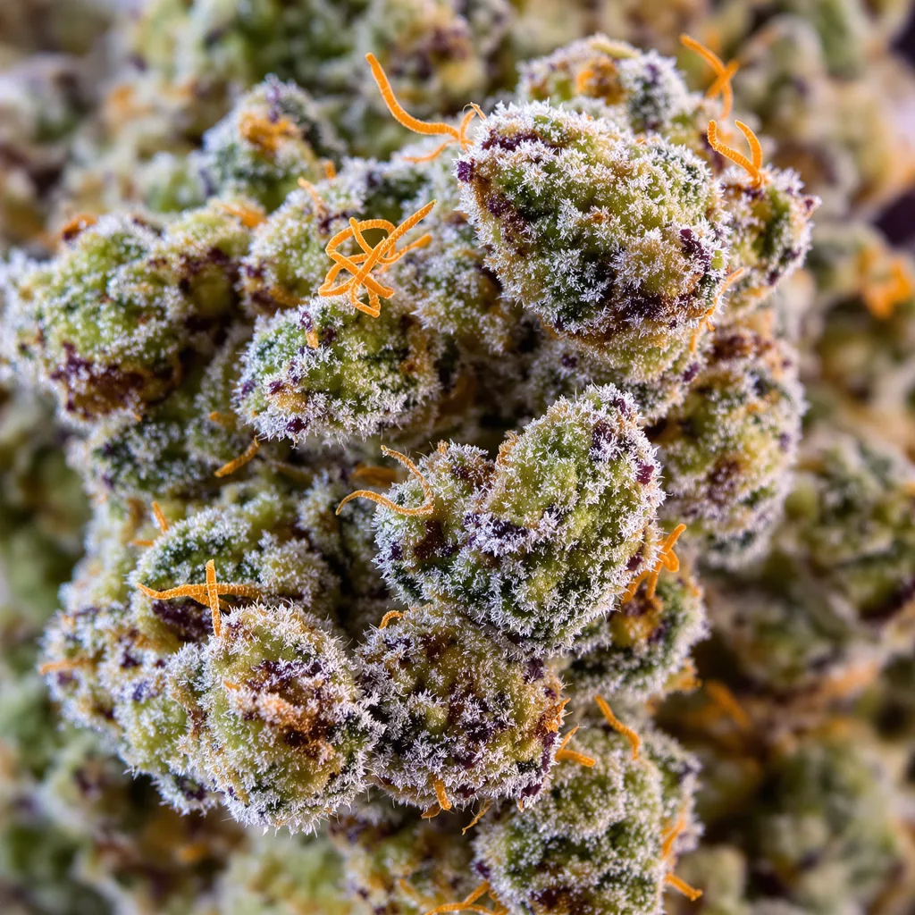Millennium cannabis bud close-up showing balanced bud structure with frosted trichomes