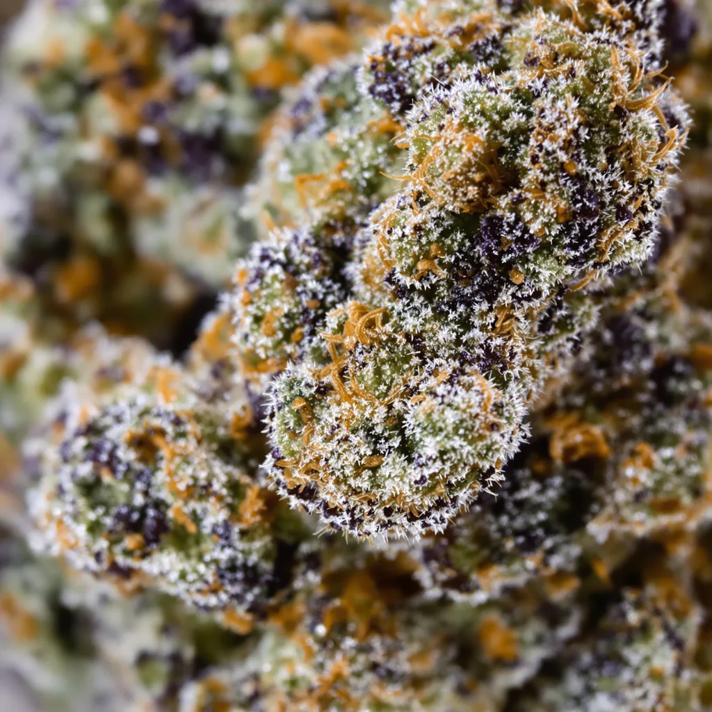 Mimosa cannabis bud close-up showing dense purple-tinged calyxes