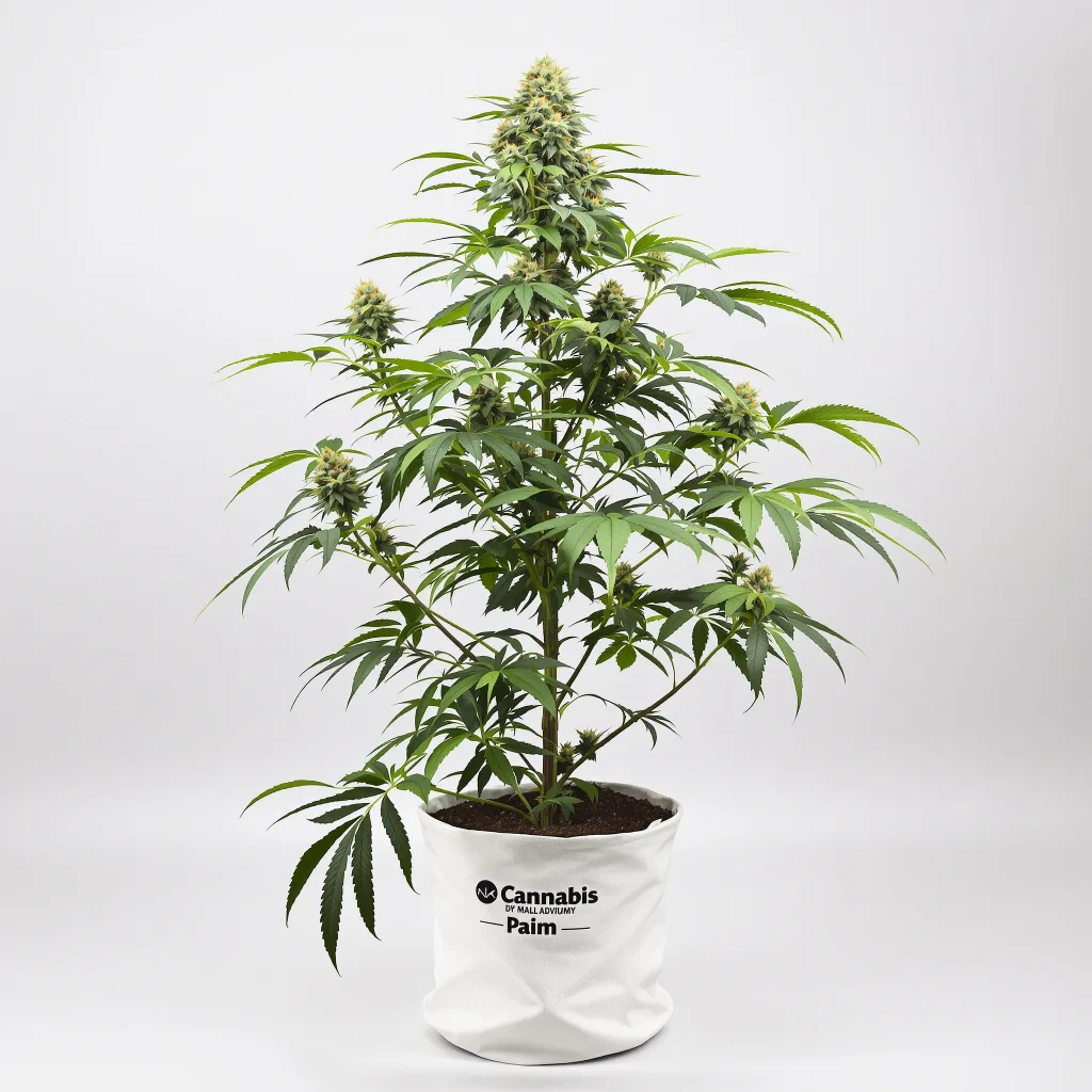 Mint cannabis seeds packaging — Royal King Seeds the UK