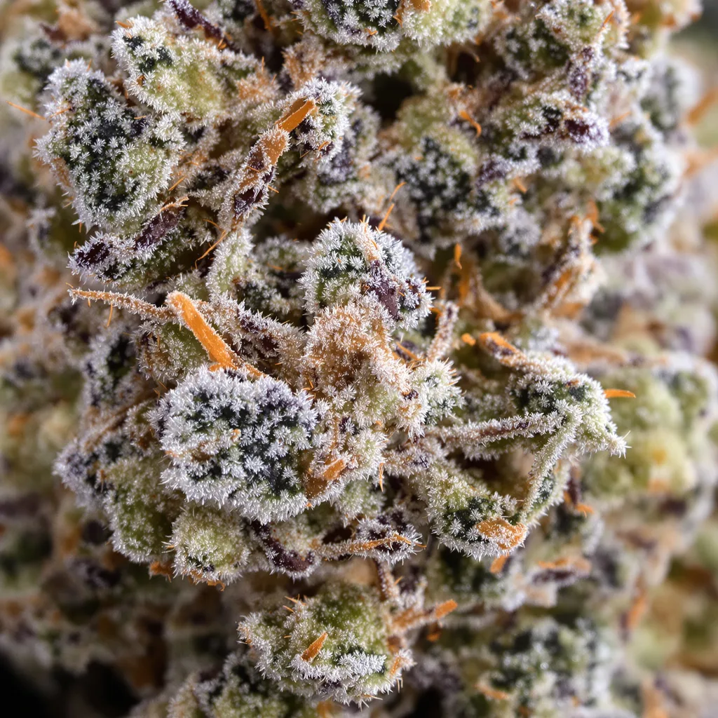 Misty Kush cannabis bud close-up showing balanced bud structure with frosted trichomes
