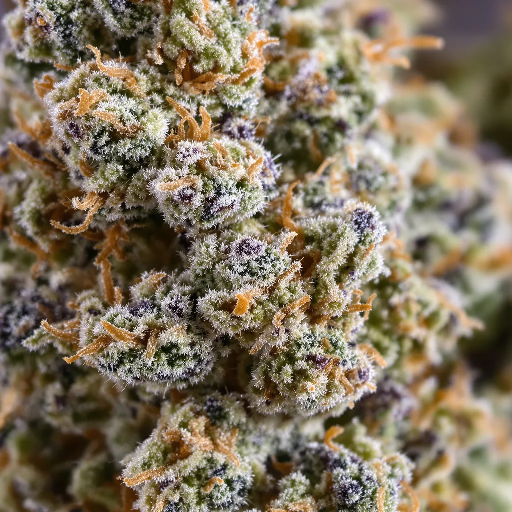 MK Ultra cannabis bud close-up showing balanced bud structure with frosted trichomes