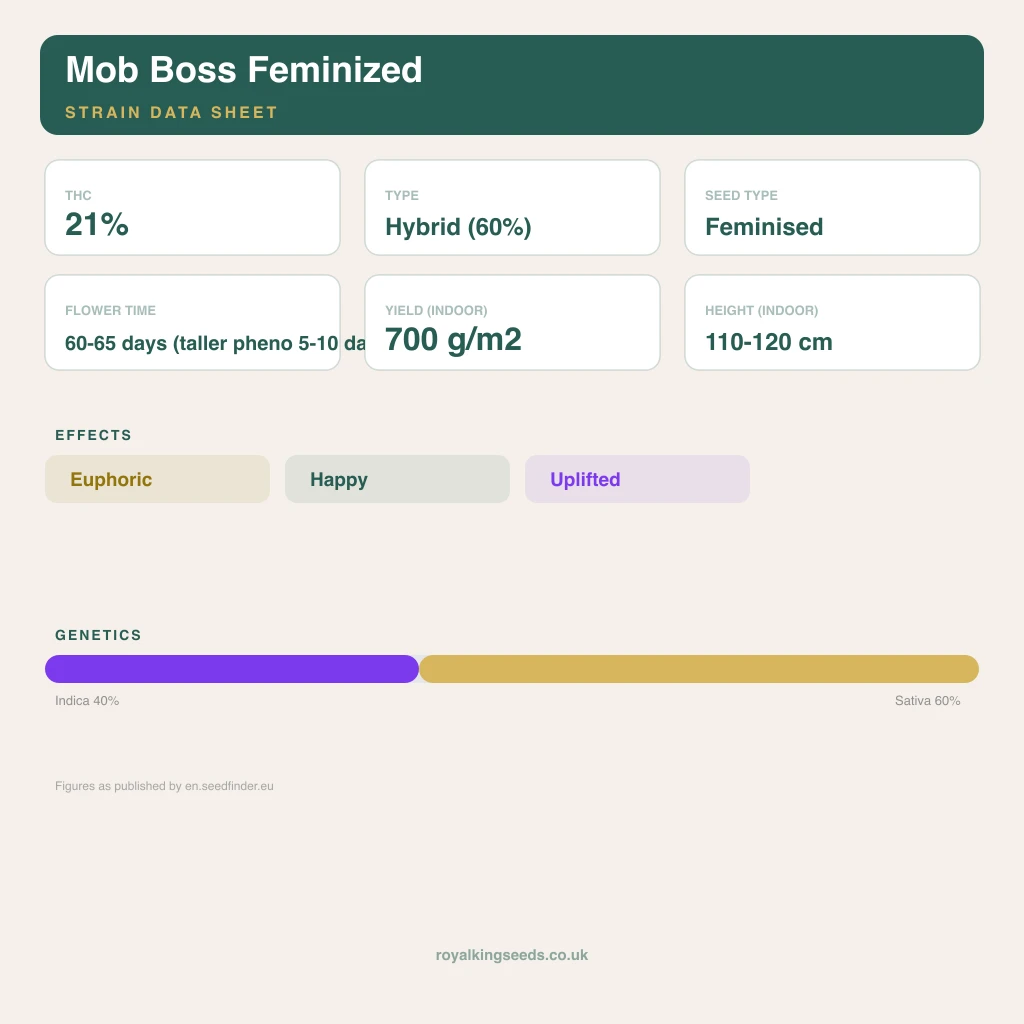 Mob Boss 40% indica / 60% sativa flower with visible trichomes