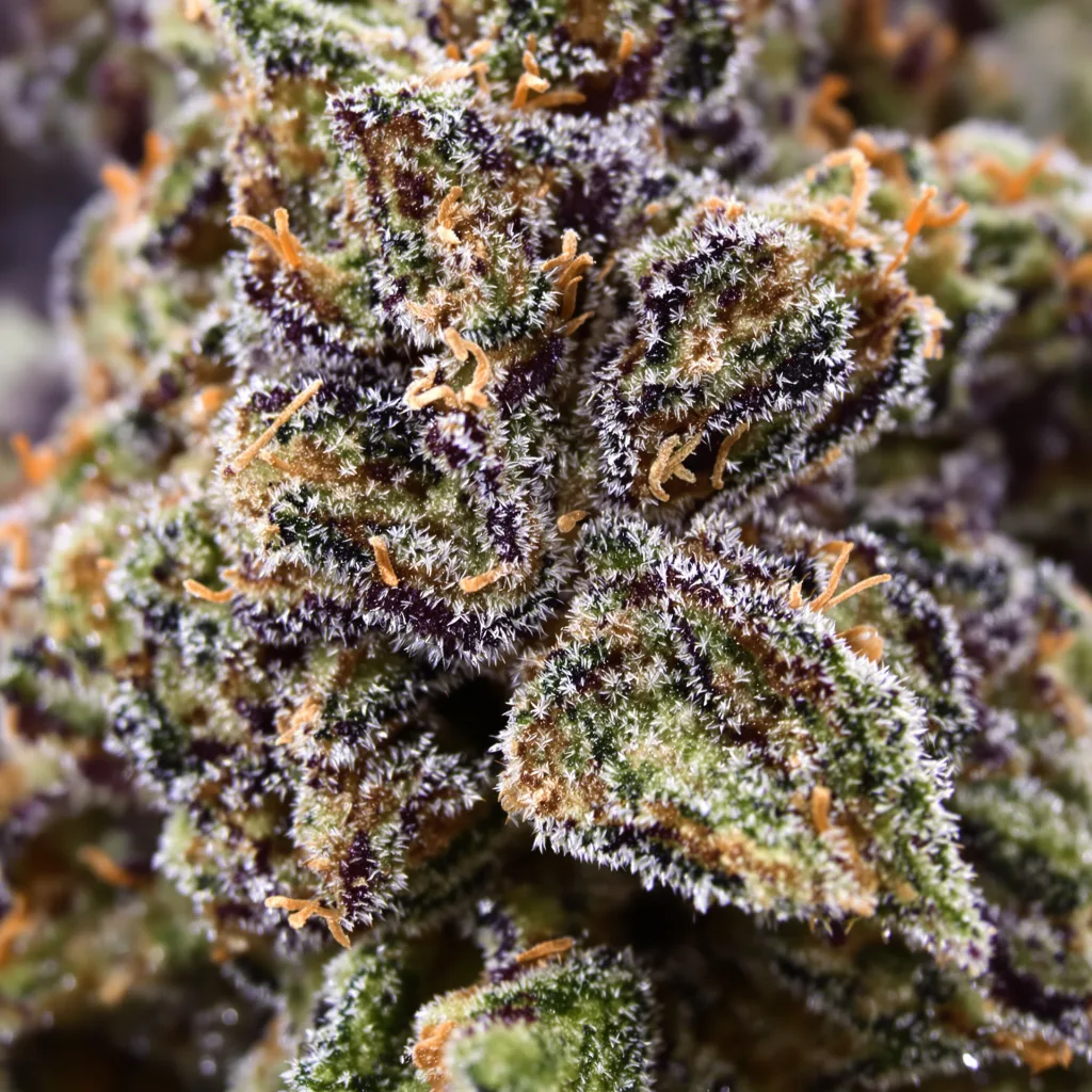 Money Maker cannabis bud close-up showing dense purple-tinged calyxes