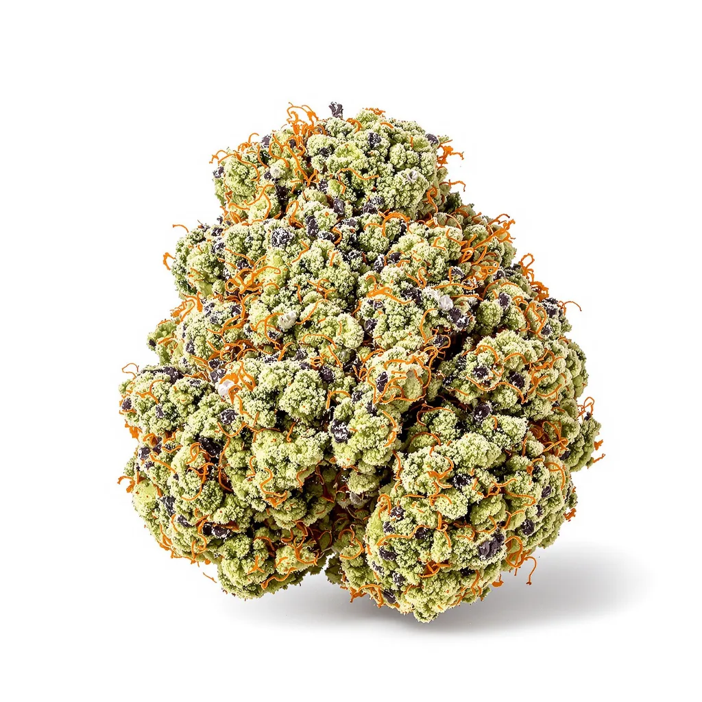 Mother’s Helper cannabis plant in flowering stage — 120-180 cm feminised