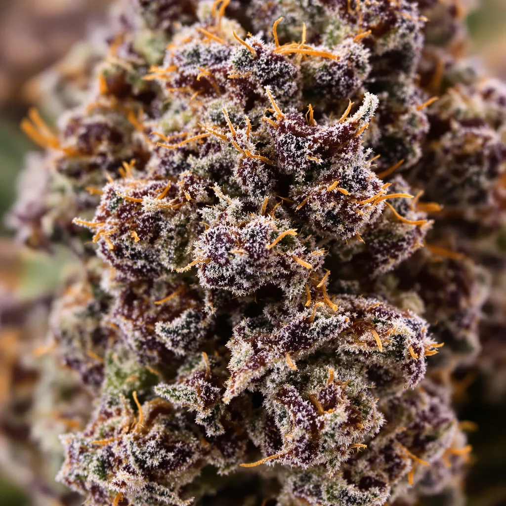 Mr. Nice cannabis bud close-up showing dense purple-tinged calyxes