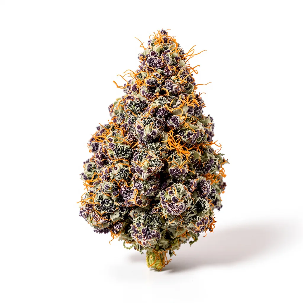 Mr. Nice cannabis plant in flowering stage — 90-130 cm feminised