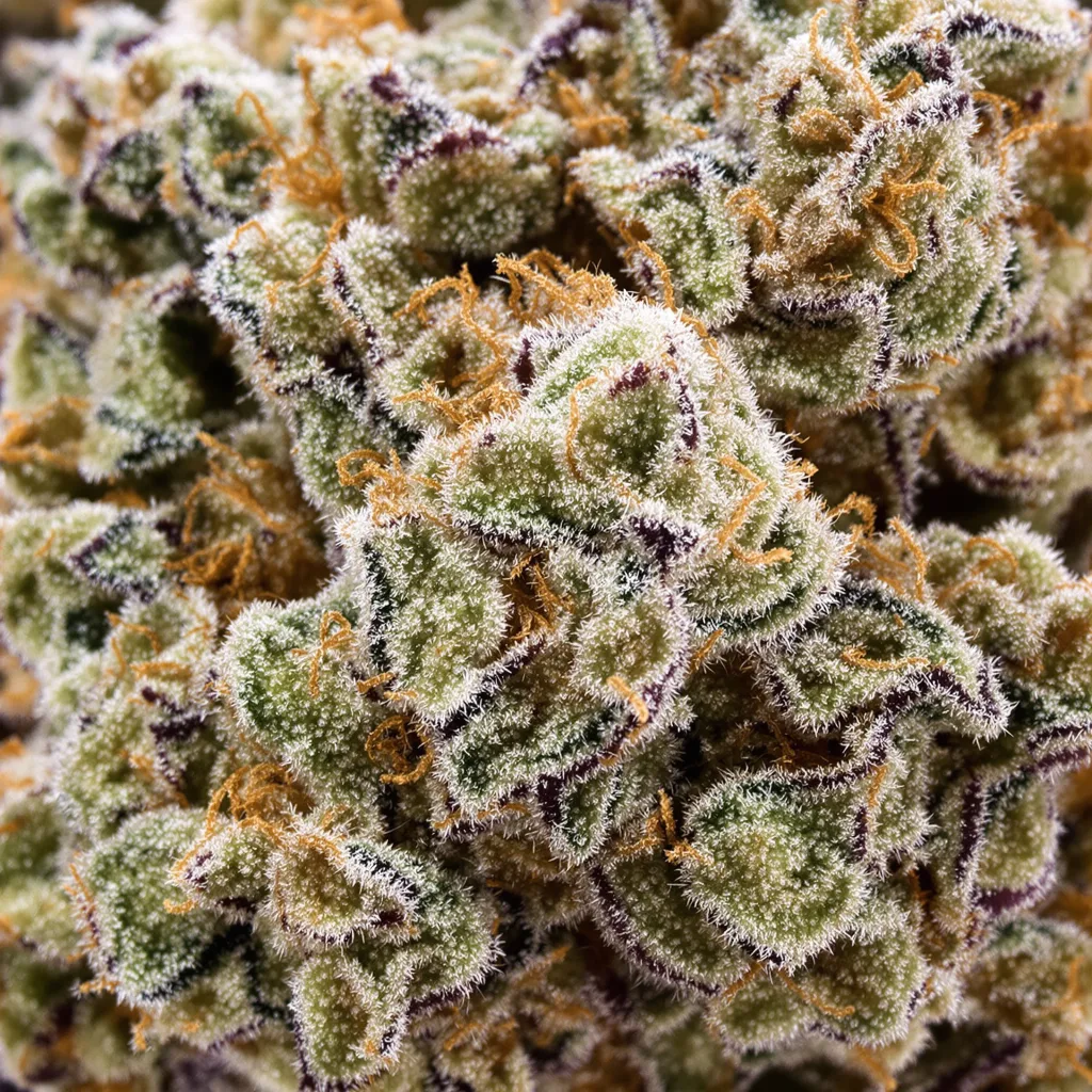 Mr. Tusk cannabis bud close-up showing dense forest-green nugs