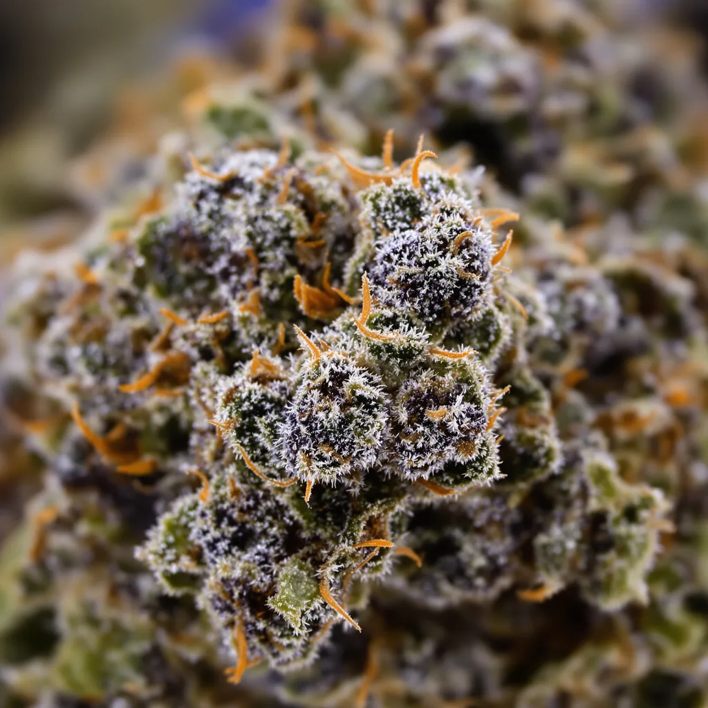 Neptune OG cannabis bud close-up showing dense purple-tinged calyxes