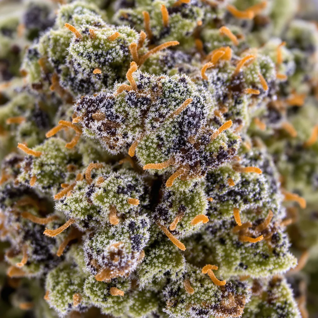 New Glue cannabis bud close-up showing dense purple-tinged calyxes