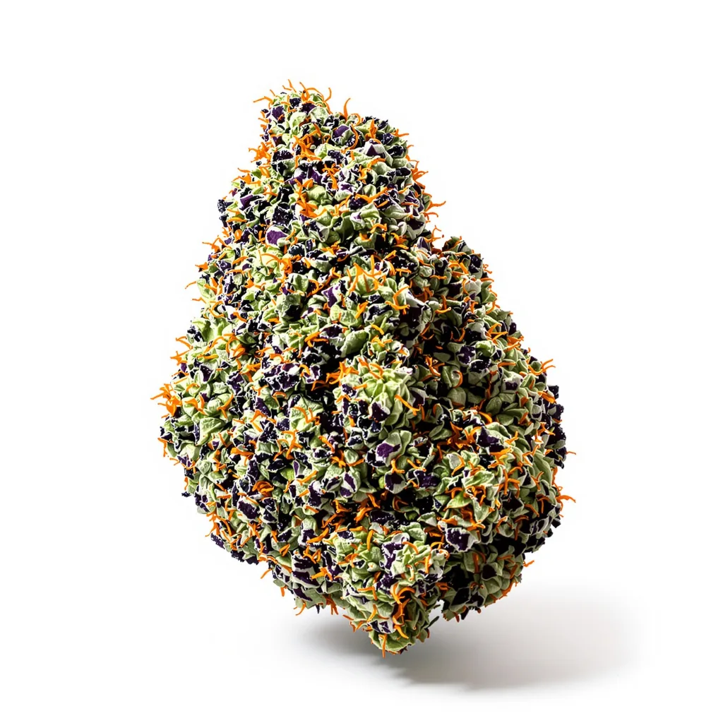 New Glue cannabis plant in flowering stage — 60-100 cm autoflower