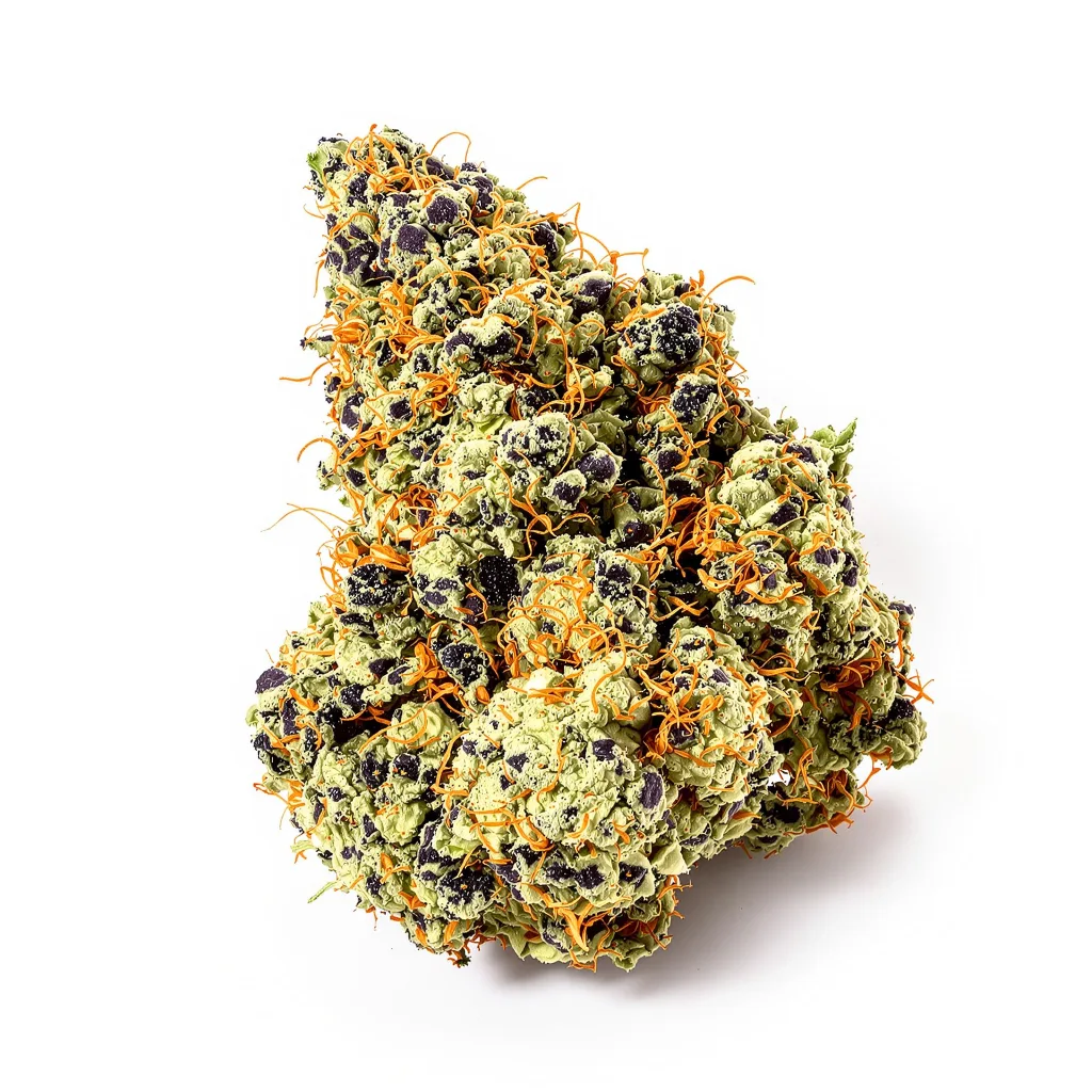 Night Terror OG cannabis plant in flowering stage — 90-130 cm feminised