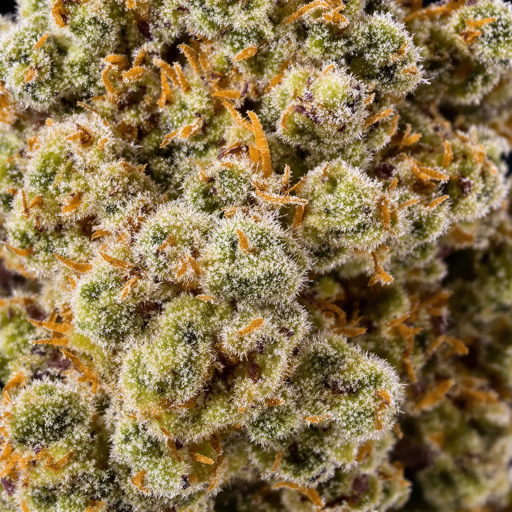 Night Train cannabis bud close-up showing balanced bud structure with frosted trichomes