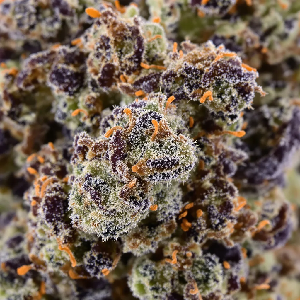 Nightcap cannabis bud close-up showing dense purple-tinged calyxes