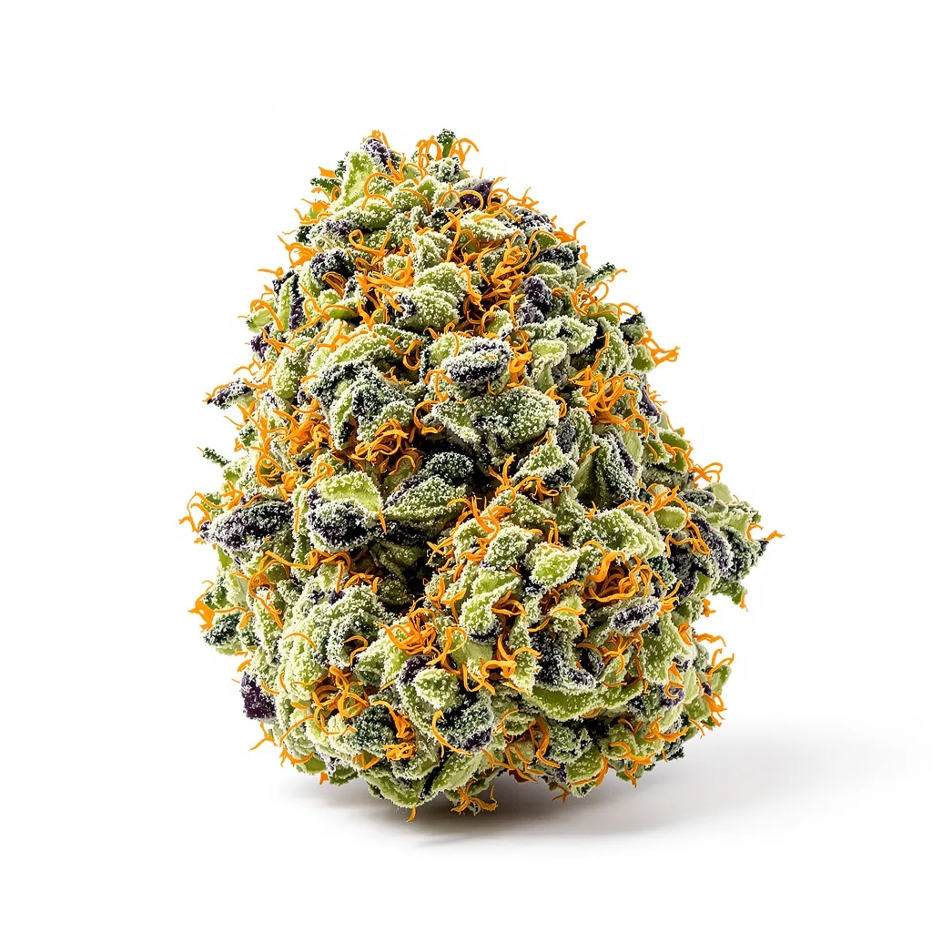 Northern Cream cannabis plant in flowering stage — 120-180 cm feminised