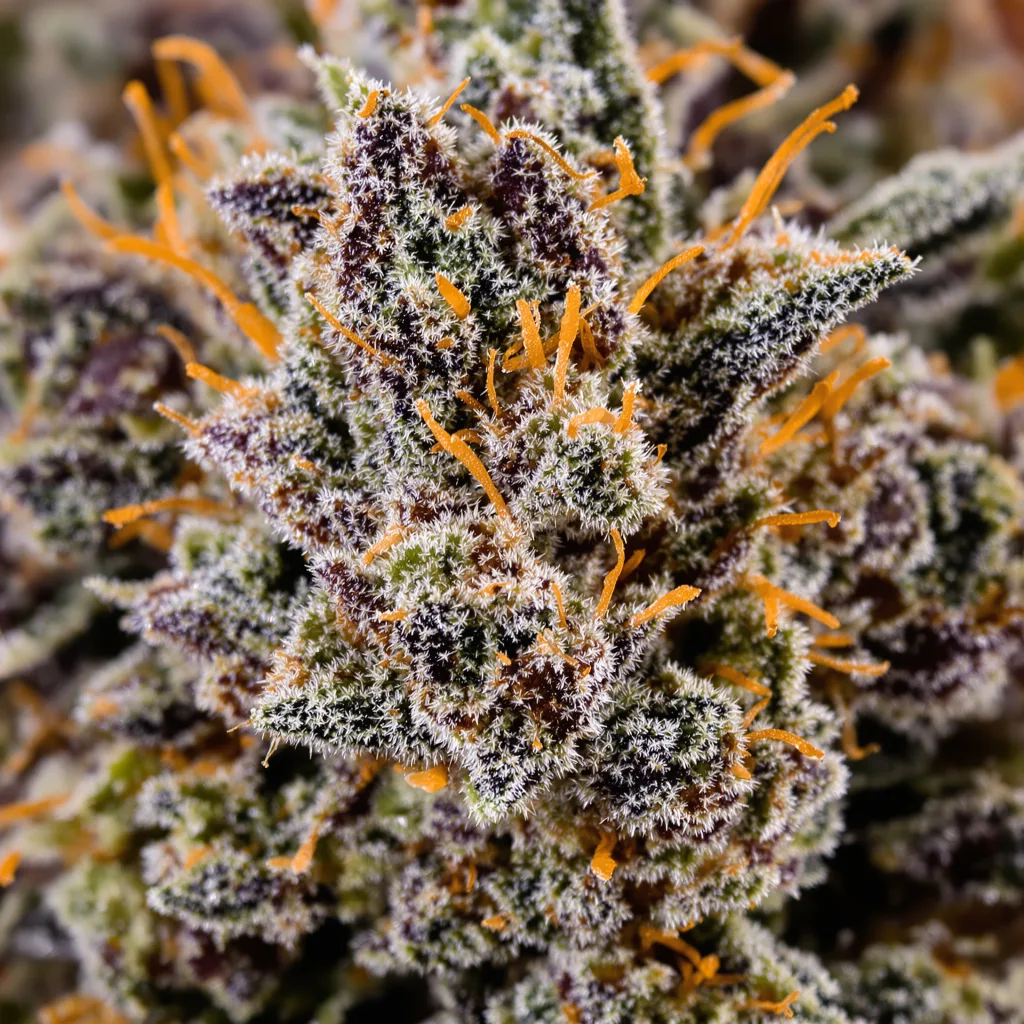 Northern Lights cannabis bud close-up showing dense purple-tinged calyxes