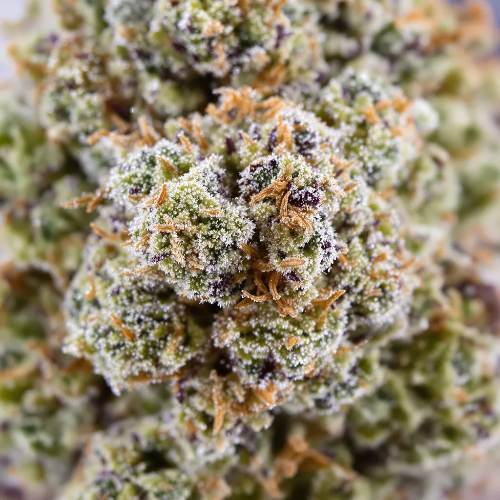 NYC Diesel cannabis bud close-up showing open-bud structure with orange pistils